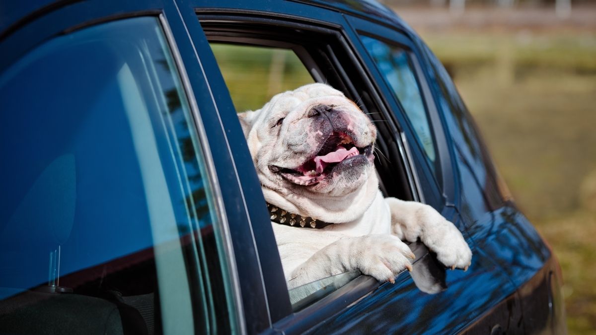 Человек с собакой в машине окно